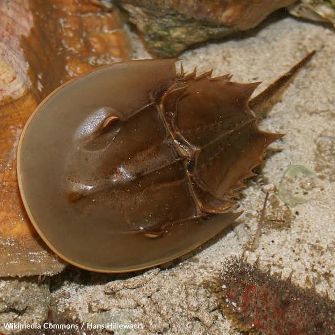 Protect The Horseshoe Crab from Extinction