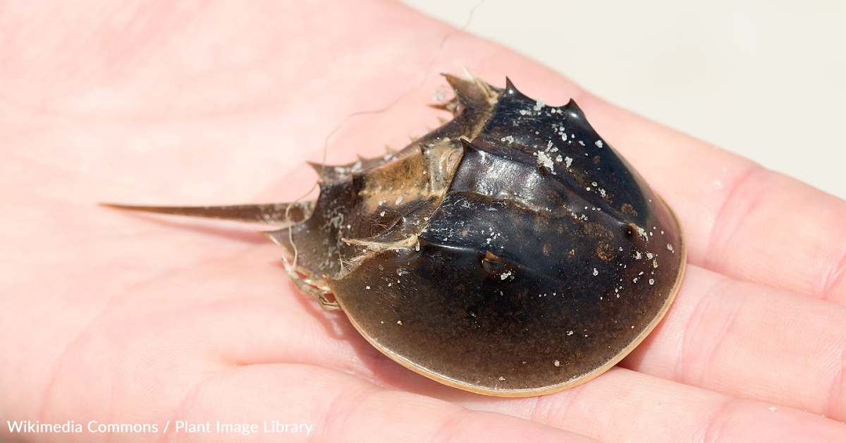 Protect The Horseshoe Crab from Extinction Take Action The Animal