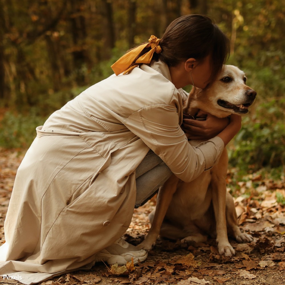 Honor Rainbow Bridge Remembrance Day | Take Action @ The Animal Rescue Site