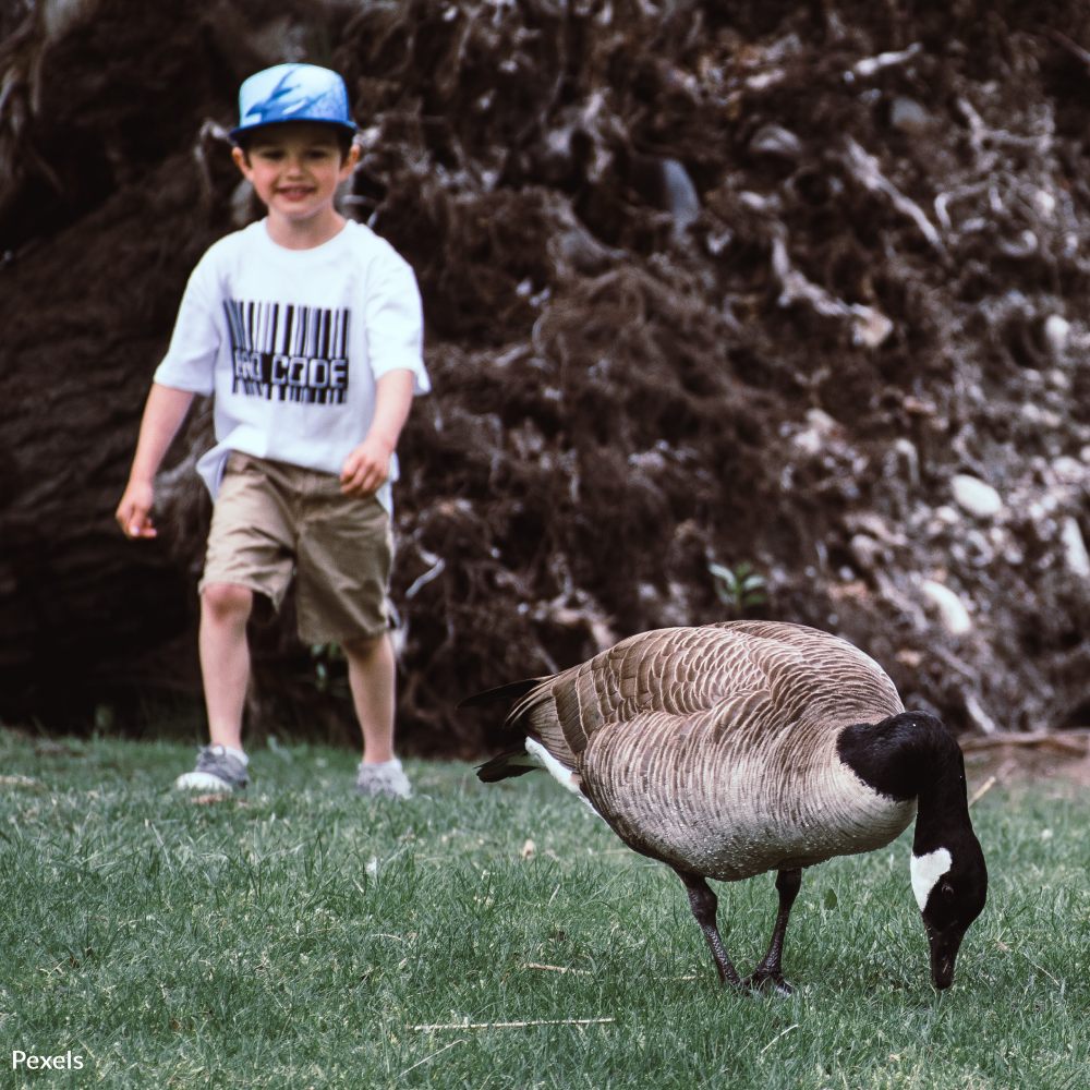 1691660522 responsible wildlife pledge 1000x1000 - Adorable Bobcat Moments Captured in Tucson Backyard