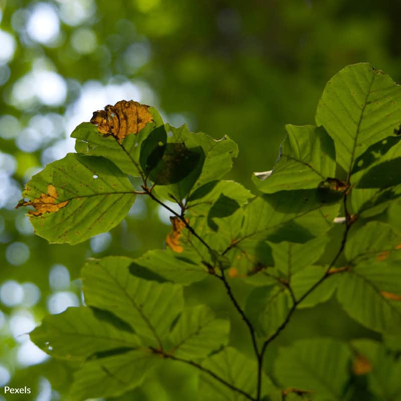 Experts warn of a grim prediction: a 100% mortality rate for these trees not just in Connecticut, but across the country. Take action for beech trees!