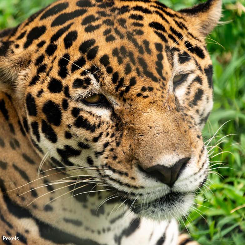 Protect Jaguars in the United States