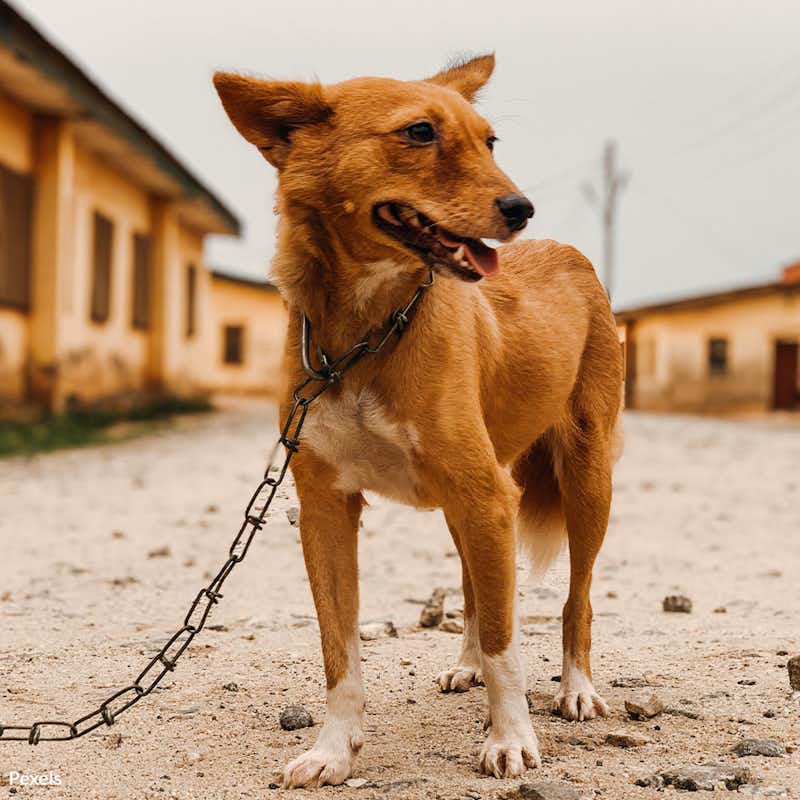 Pledge to "break the chain" and eliminate the practice of leaving pets chained up outside. 