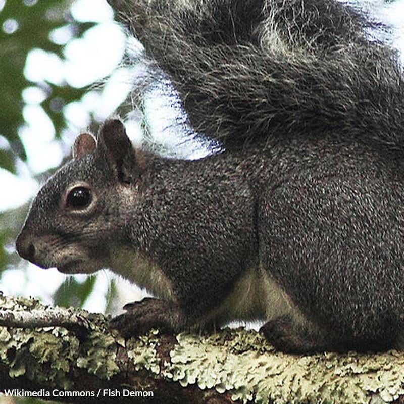 Support efforts to safeguard the Western gray squirrel and ensure the health and vitality of our natural world.
