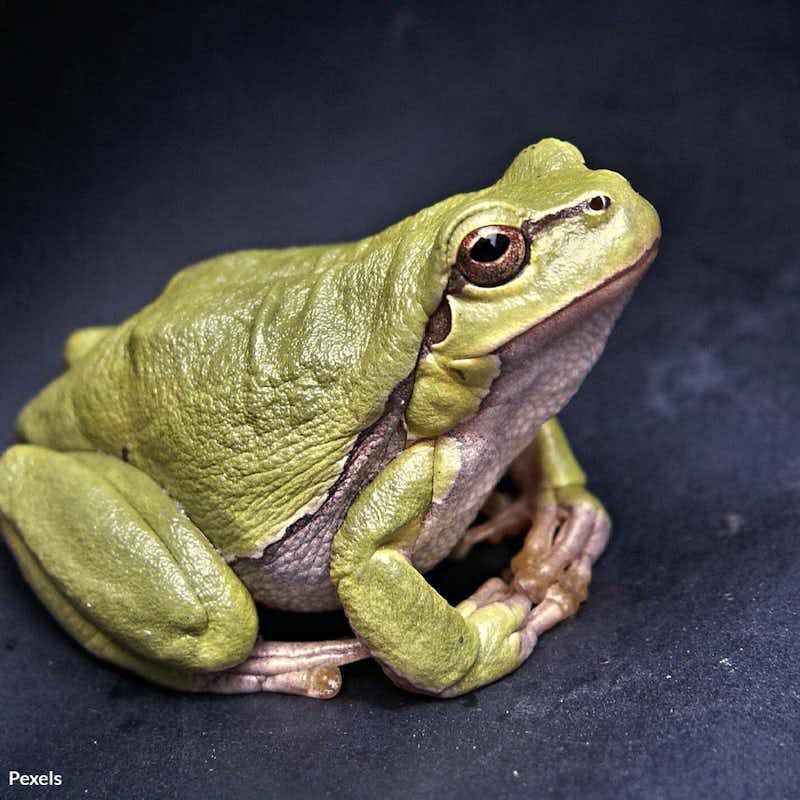 Call on the federal government to strengthen protections for native amphibians.