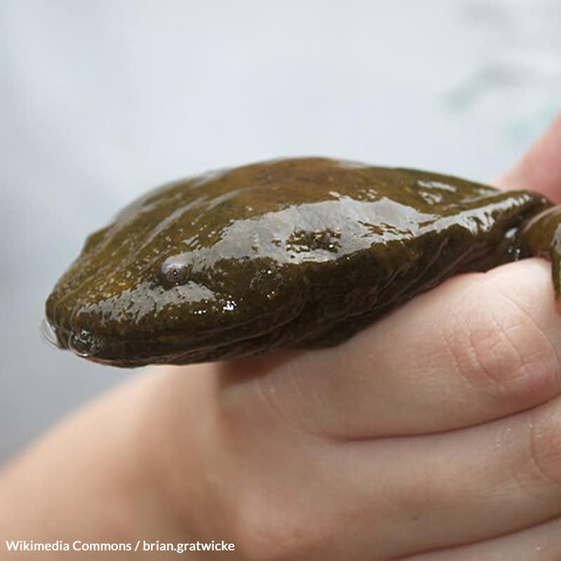 The Eastern hellbender is a sentinel of stream health in the Chesapeake Bay watershed. Take action for this critical species!