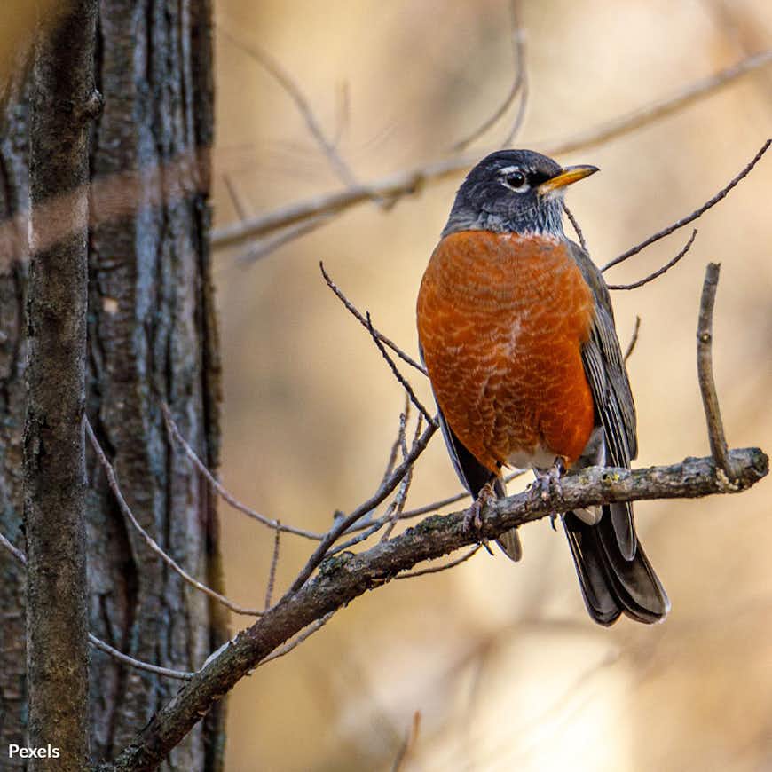 Protect Beautiful Fall Migrating Birds