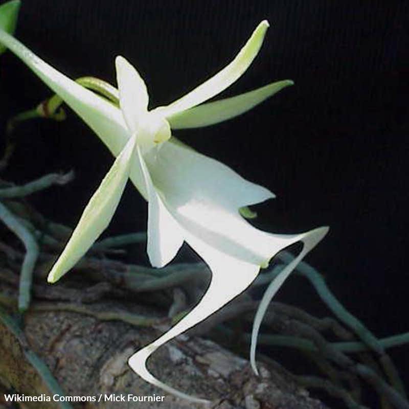 Help call on the U.S. Fish and Wildlife Service to add the Ghost Orchid to the endangered species list.