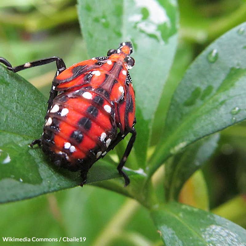 The Spotted Lanternfly, a voracious plant-eating insect, is invading critical farmland, threatening agriculture and ecosystems. 