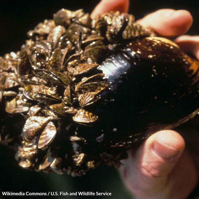 From zebra mussels in North Carolina to New Zealand mudsnails in Lake Tahoe, the battle is real. Take action to stop invasive marine species!