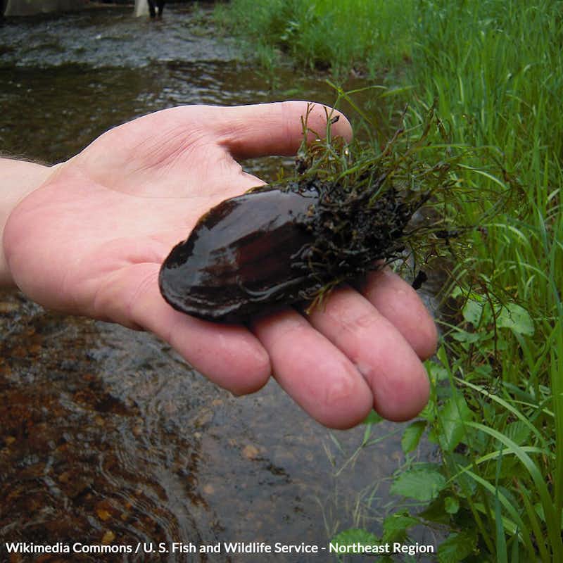 These mussels are like nature's "silent sentinels," indicating water quality and pollution levels. Take action for salamander mussels!