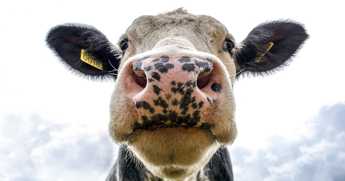 Help Protect Animal Welfare