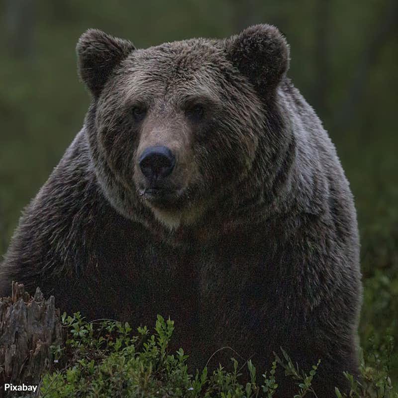 Take action now by signing the Bear Safety Pledge to protect bears, ecosystems, and yourself.