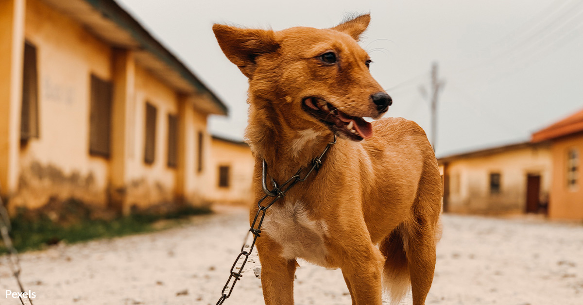End the Agony of Chained Pets Now