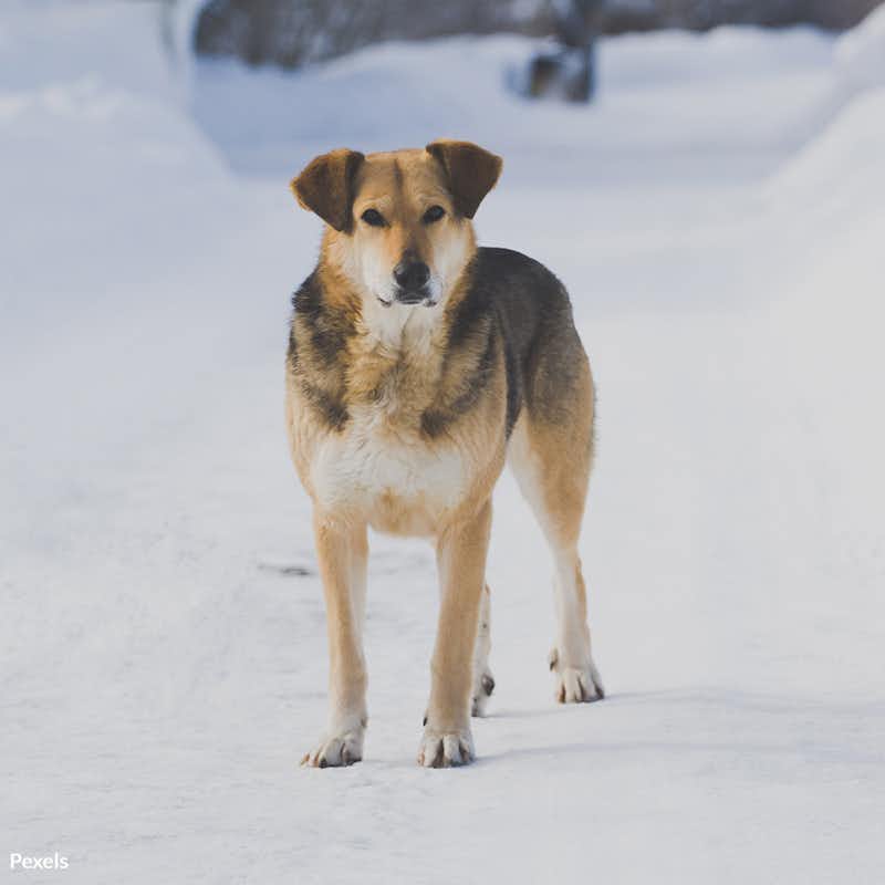 Stray animals face freezing temperatures, hunger, and illness, but together, we can change their lives.