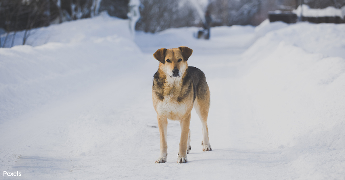 Winter's Chill Threatens Stray Lives — Take Action with Compassion