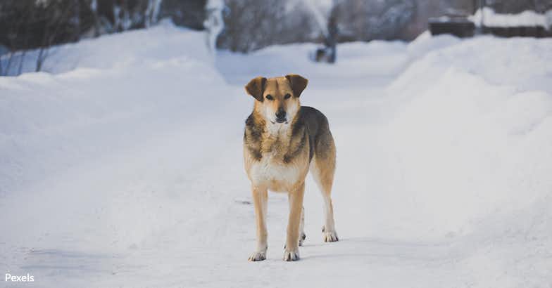 Help Strays Survive the Winter
