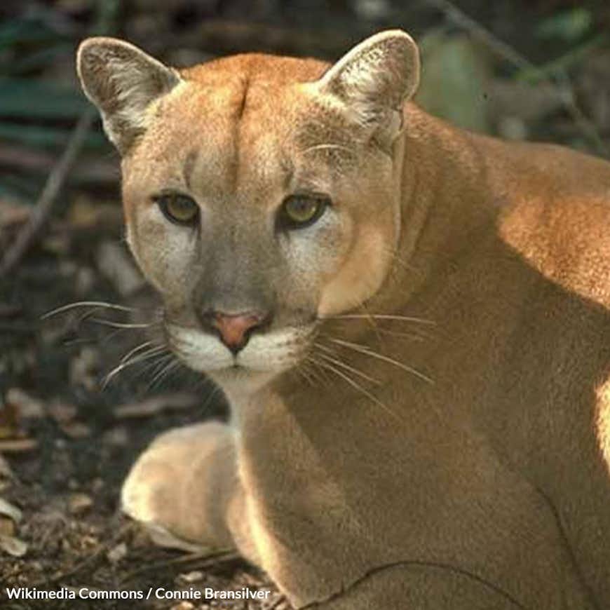 Help Florida Panthers Avoid Extinction