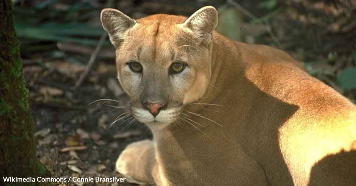 Help Florida Panthers Avoid Extinction