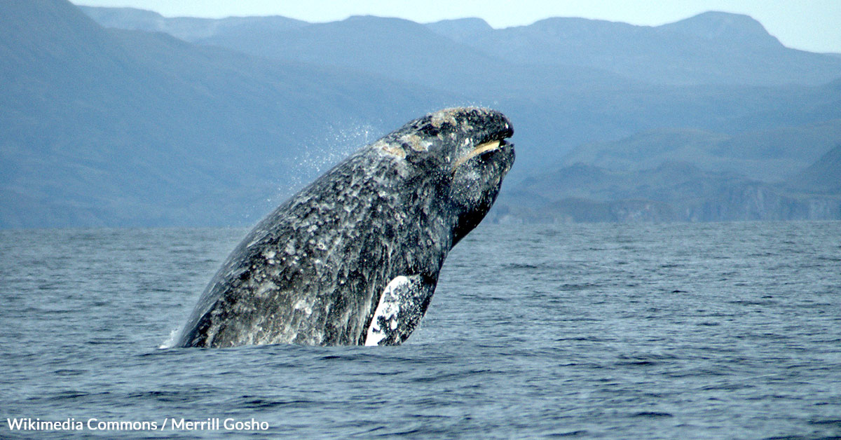 Save Wildlife And Support The ESA