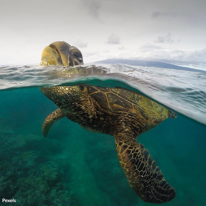 Protect Green Sea Turtles from Pollution
