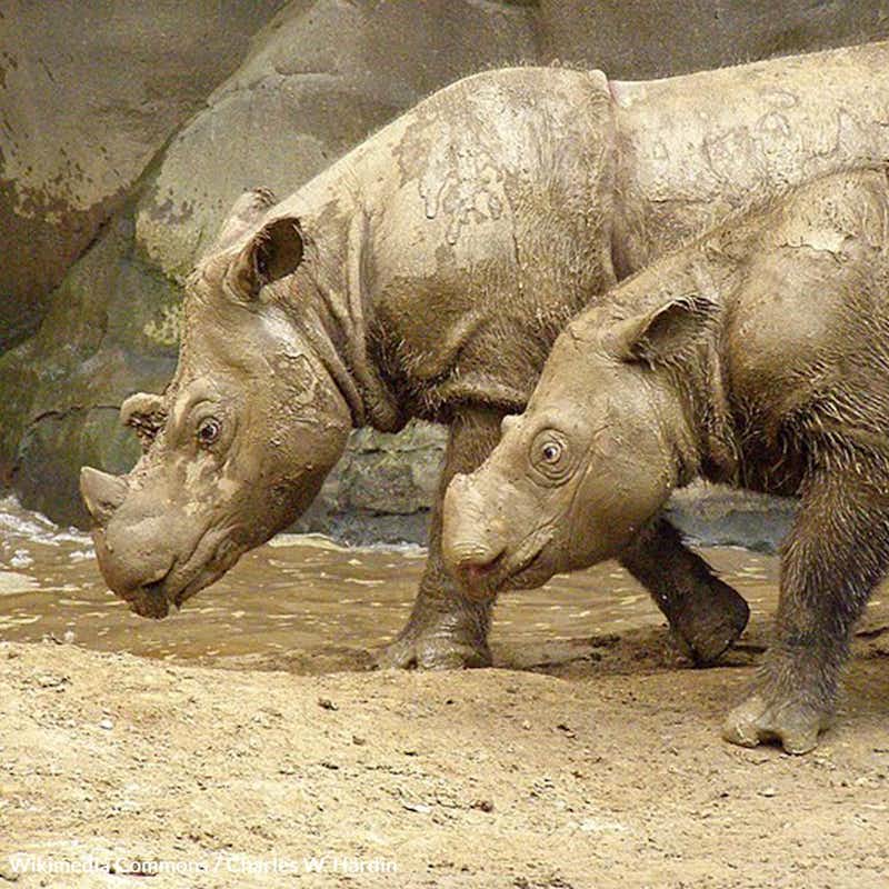 Fewer than 80 Sumatran rhinos are left in the wild. Ask the U.S. government to help save this species from extinction!