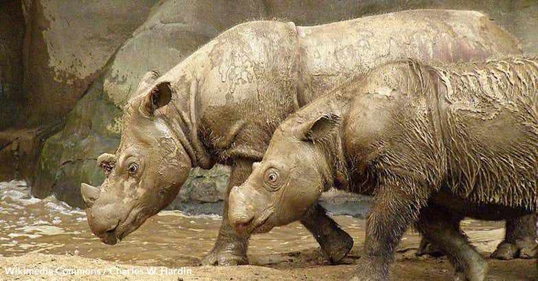 Act Now to Save the Sumatran Rhino