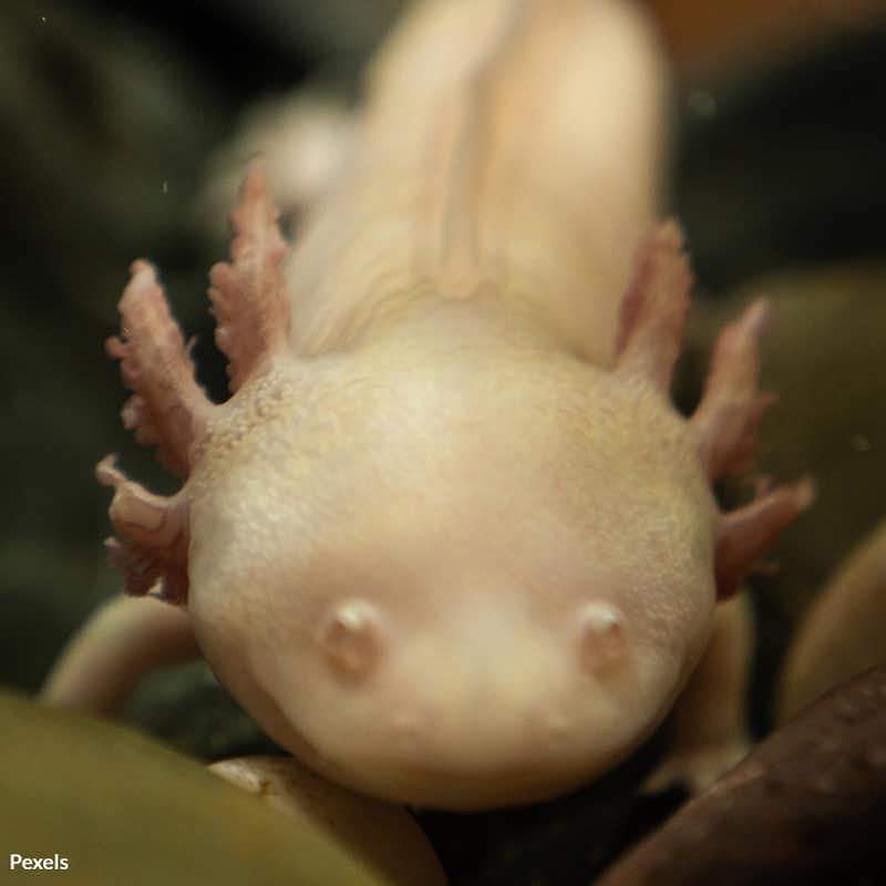 The axolotl salamander faces dire risks from urbanization, pollution, and invasive species. Take action for these amazing animals!