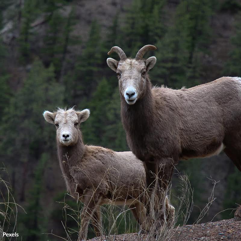 The Rocky Mountain bighorn sheep is at a crossroads. Join our pledge to safeguard these iconic creatures and their ecosystem.