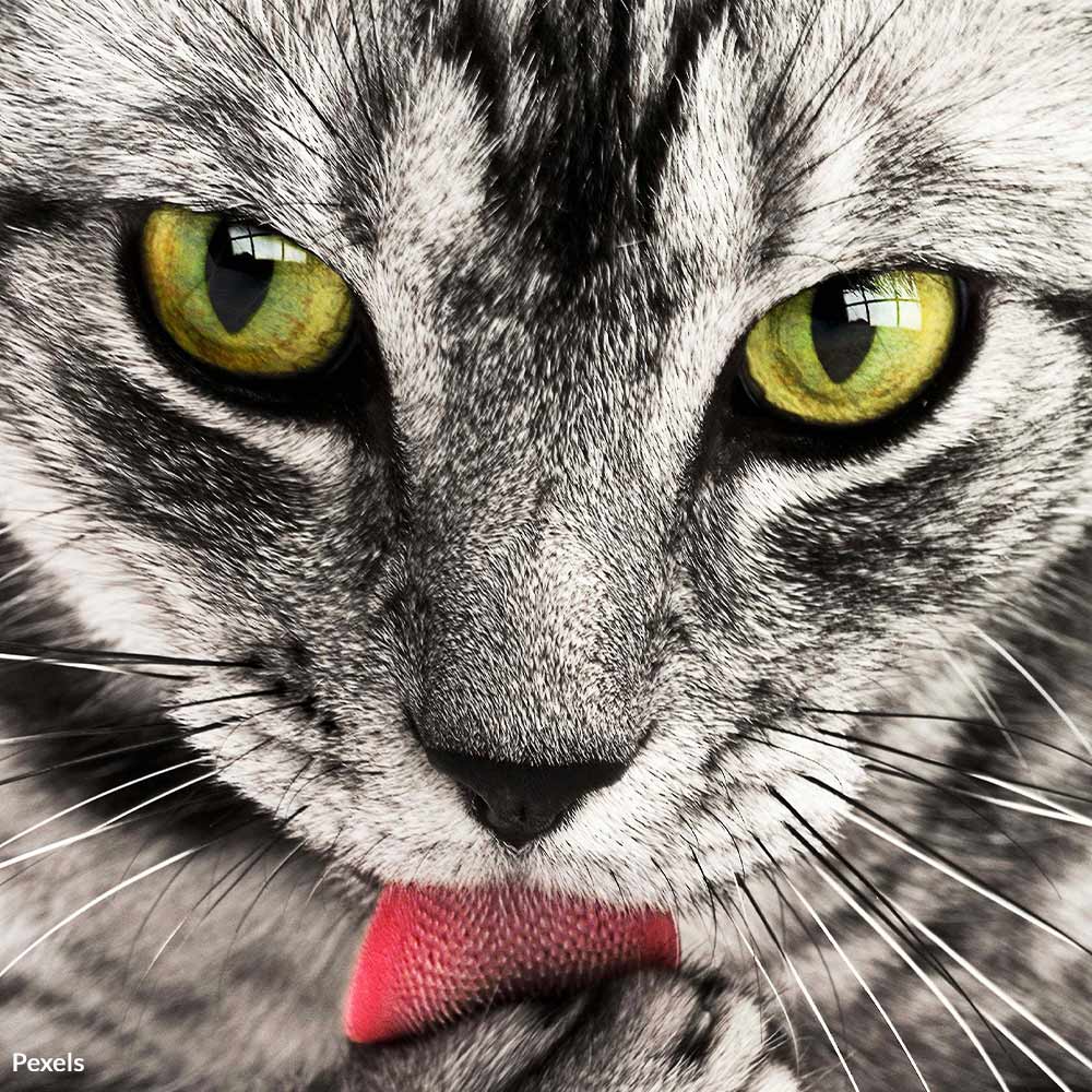 1702635655 national cat health month 1000x1000 - Celebrate National Cat Health Month with these Essential Care Tips