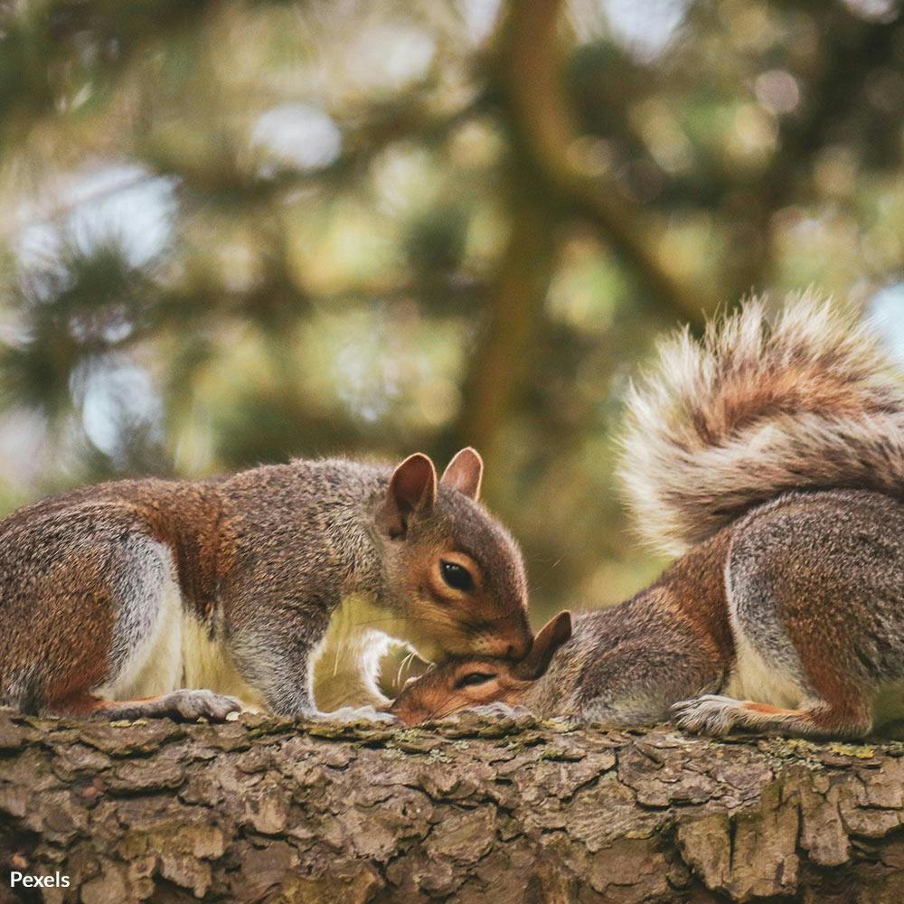 Celebrate Squirrel Appreciation Day With A Closer Look at Nature's