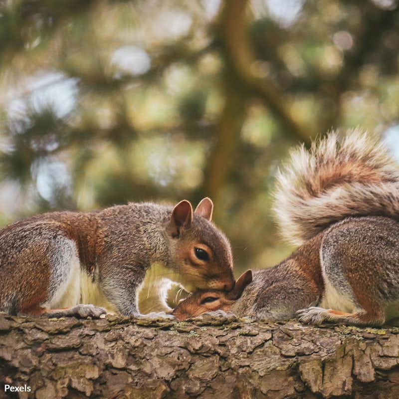 Join the movement to protect and appreciate our furry friends on Squirrel Appreciation Day. Take the pledge and ensure a brighter, bushier future for squirrels and our ecosystem!