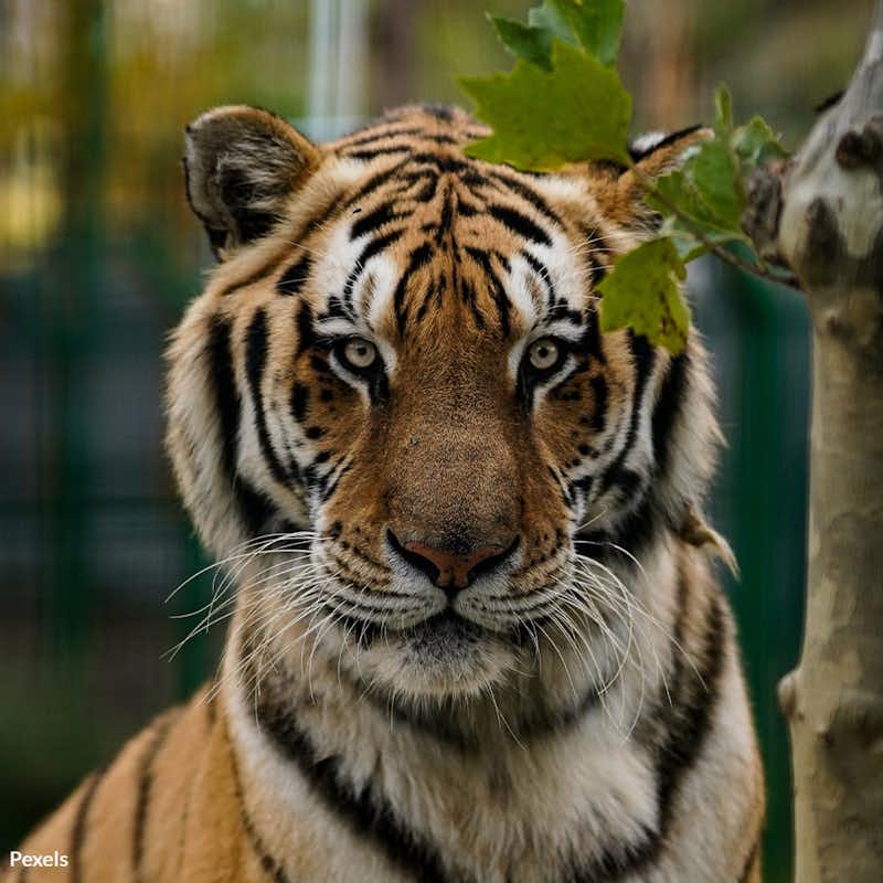 In pictures: The four faces of the Bengal tiger, Environment