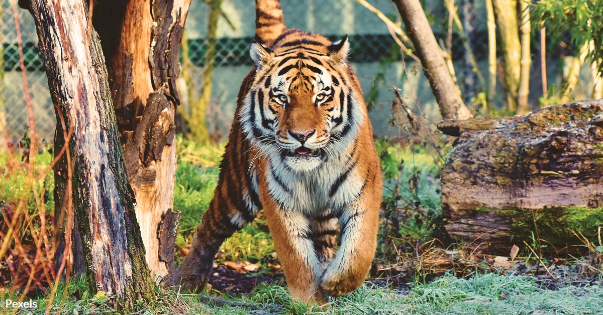 Tigers Face Dire Extinction in Bangladesh