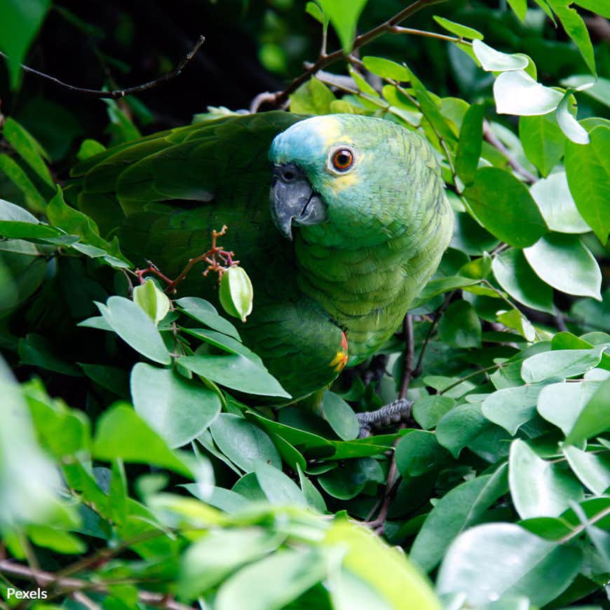 Stop Forest Extinction From Taking Brazil's Green Jewel