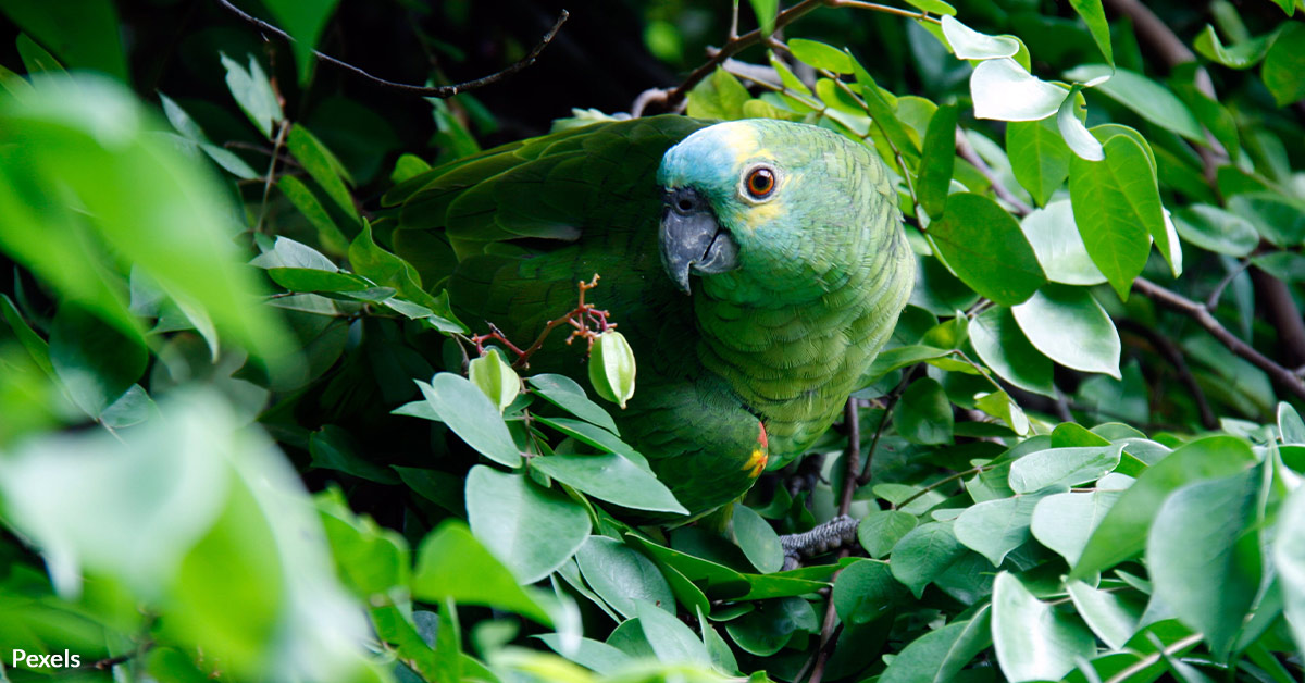 Stop Forest Extinction From Taking Brazil's Green Jewel