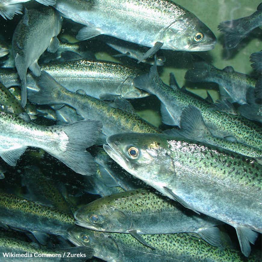 Alaska's Salmon in Peril — Protect A Vanishing Species