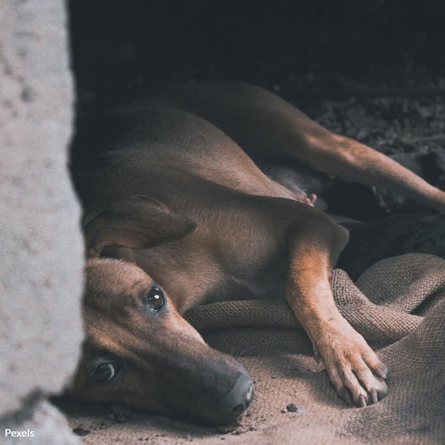Save Forgotten Pets at the U.S.-Mexico Border from Neglect and Abuse