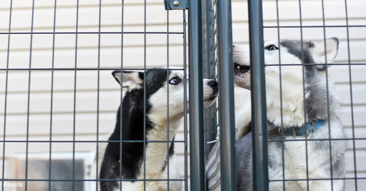 Save Forgotten Pets at the U.S.-Mexico Border from Neglect and Abuse
