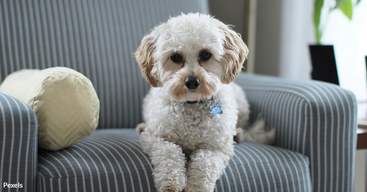 Prevent a Pet Safety Crisis at Home