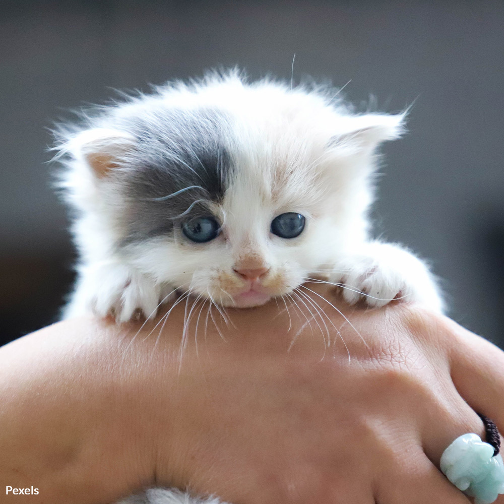 1706784340 auburn kitten testing 1000x1000 petition - Auburn University Exposed for Decades of Deadly Kitten Experiments