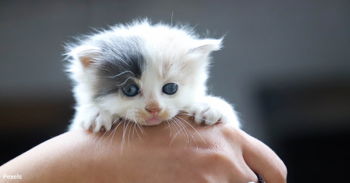 End Auburn's Deadly Kitten Experiments Now
