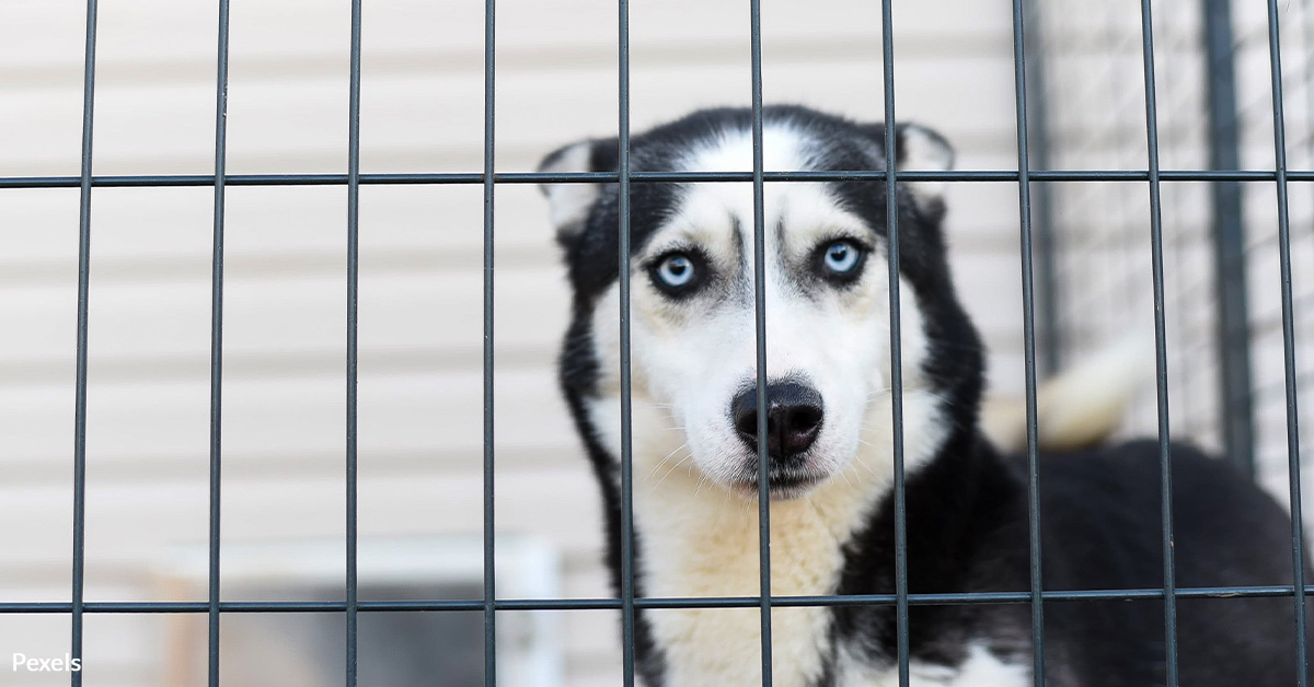 Stop Cruel Tests and Save Lives With Queenie's Law  