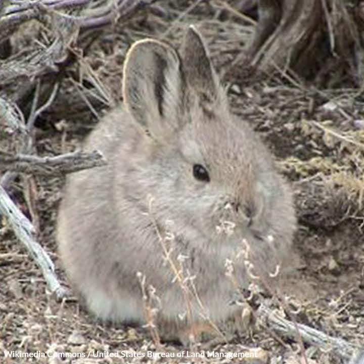 Prevent Extinction for America's Tiniest Rabbit