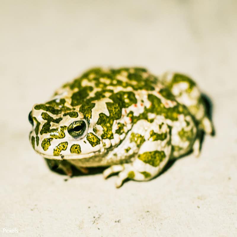 The tiny Railroad Valley toad faces giant threats from industrial expansion, teetering on the brink of extinction. Take action now!