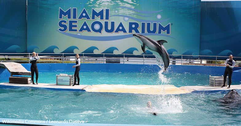 End Seaquarium Suffering — Save Animals from Neglect