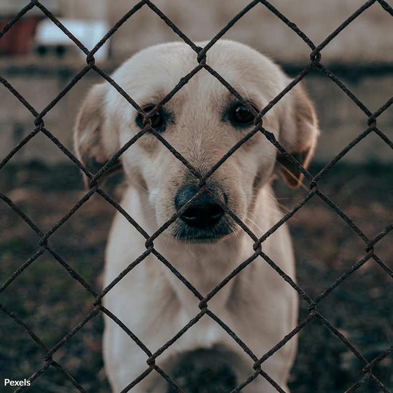 End the heartbreaking cycle of pet abandonment — your action today can transform despair into hope and save innocent lives!