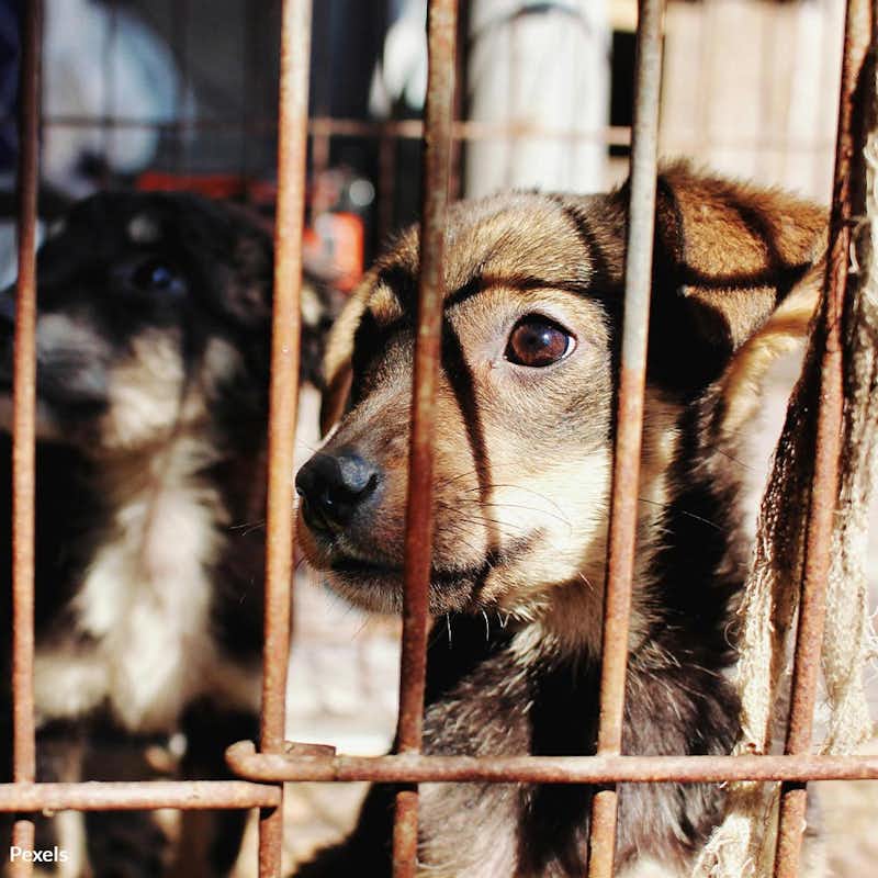Tell LA to uphold the true spirit of compassion and save hundreds of innocent animals from being euthanized.