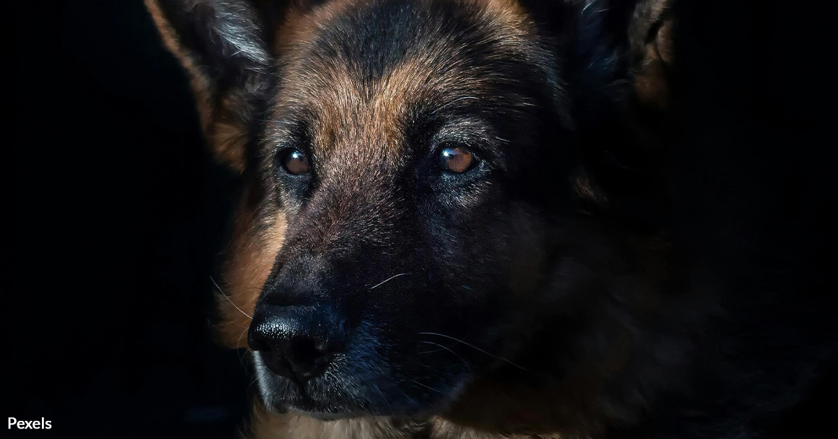 Protect Innocent Pets from Cruelty in Missouri