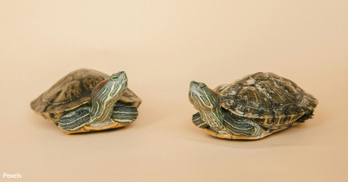 Save Turtles from Entertainment Exploitation